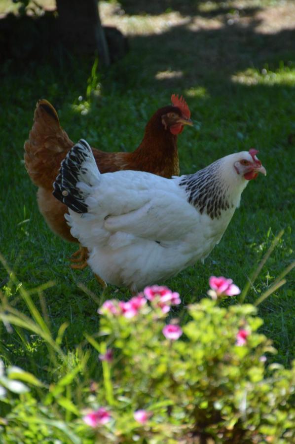 Villa Helianthe Audenge Dış mekan fotoğraf